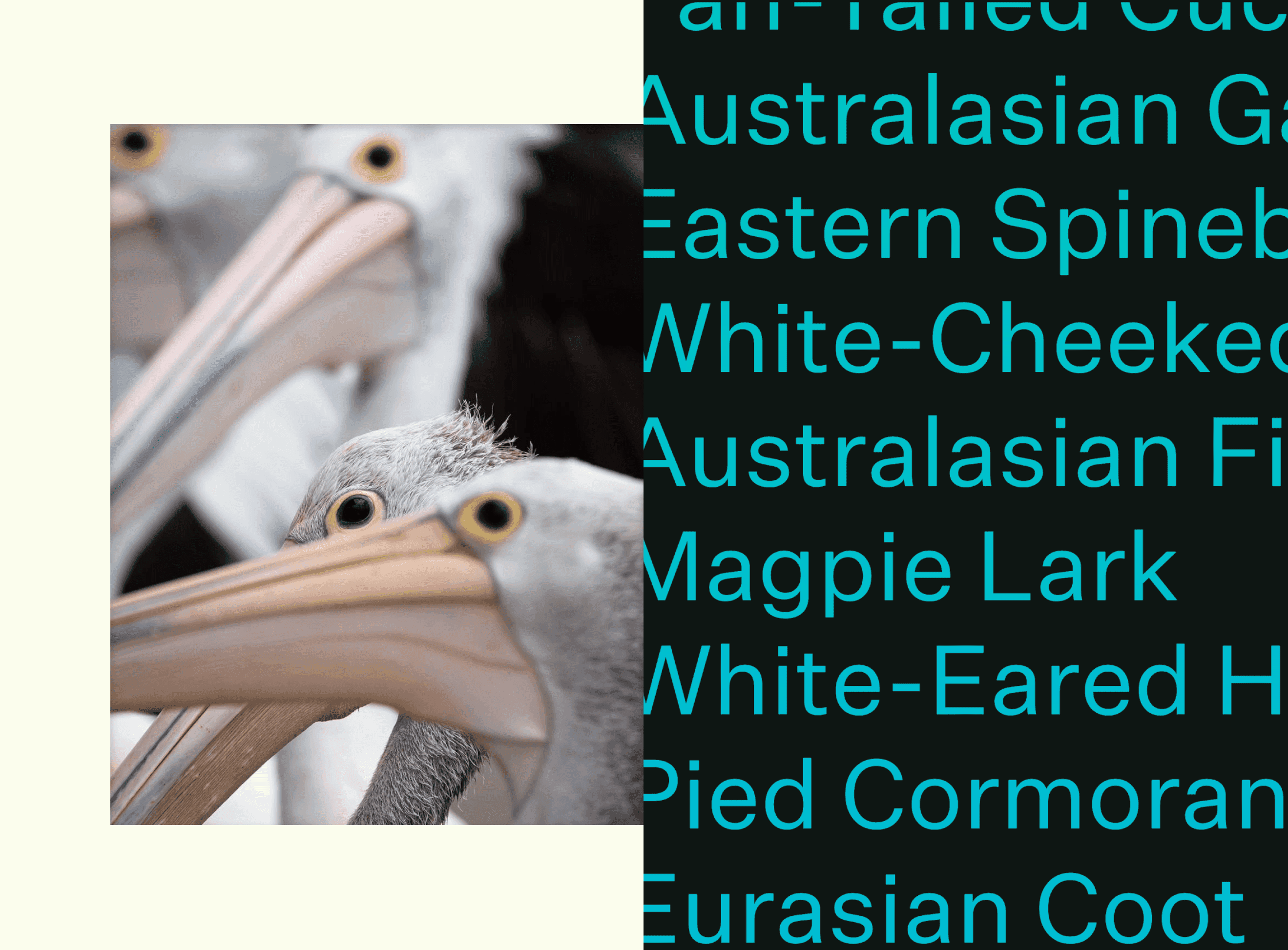 Pelicans and a list of bird names portraying the big year project.